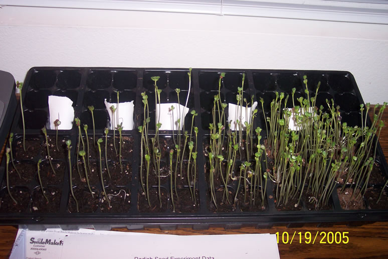 Effects of Plant Density